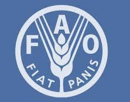 Cinco pesquisadores do Brasil vão integrar grupo de pecuária da FAO