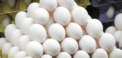 A gigantesca produção de ovos do Brasil