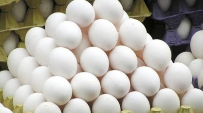 A gigantesca produção de ovos do Brasil