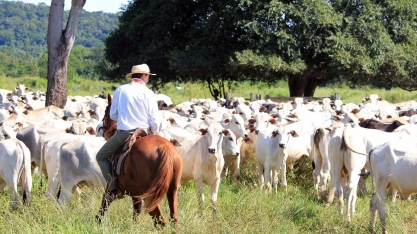 Mato Grosso detém o maior rebanho do País, com 34,3 mi de animais