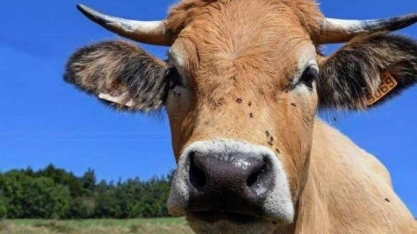 Ministério da Agricultura confirma que caso de vaca louca é atípico 