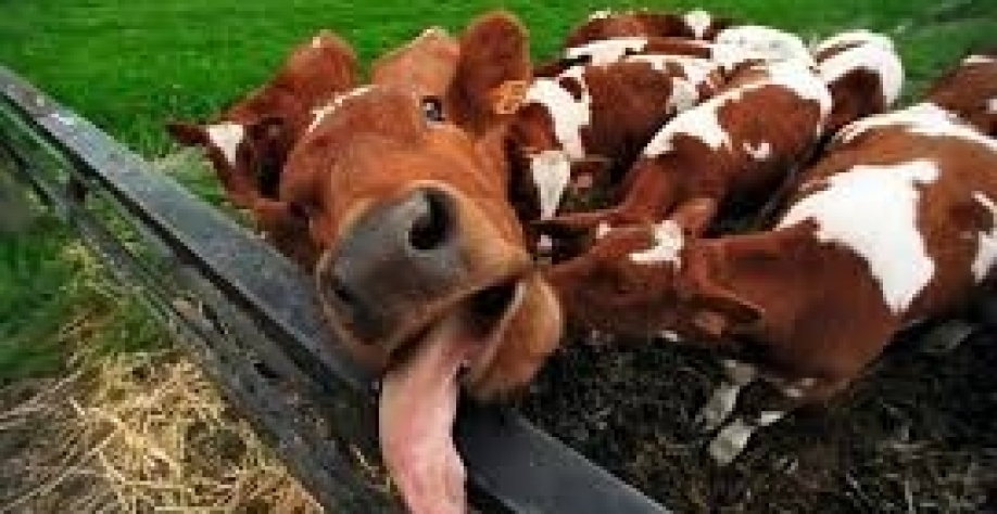 País vai pedir à China revisão de protocolo sanitário em caso de vaca louca