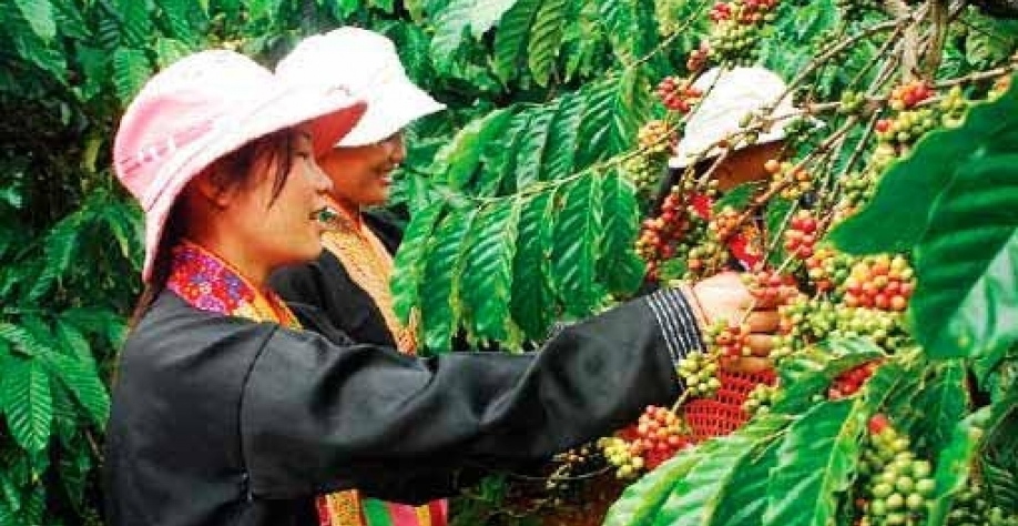 Exportações de café do Vietnã caem 13,1% no 1º bimestre