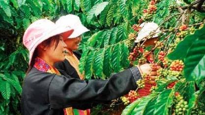 Exportações de café do Vietnã caem 13,1% no 1º bimestre