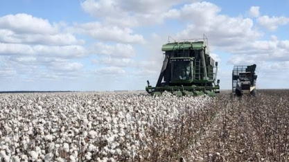 El Niño pode impulsionar produção de algodão dos EUA após pior seca em anos