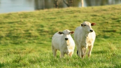 PIB do agro tem queda de 4,22% em 2022, após recordes em 2020 e 2021
