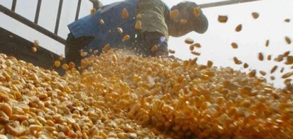 Conab reduz estimativas de safras de soja e algodão, eleva a de milho