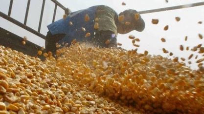 Conab reduz estimativas de safras de soja e algodão, eleva a de milho