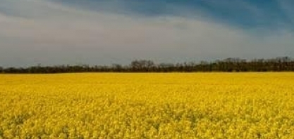EUA: Parceria para produzir combustível renovável a partir da canola