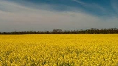 EUA: Parceria para produzir combustível renovável a partir da canola