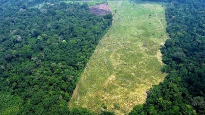 Recuperação de floresta tropical compensa 26% de emissões de carbono