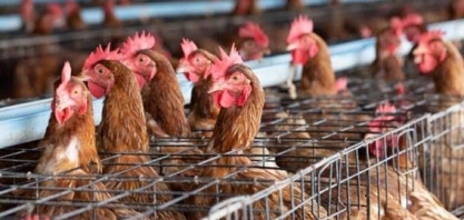 Gripe aviária: Argentina registra novos casos da doença