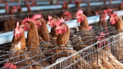 Gripe aviária: Argentina registra novos casos da doença