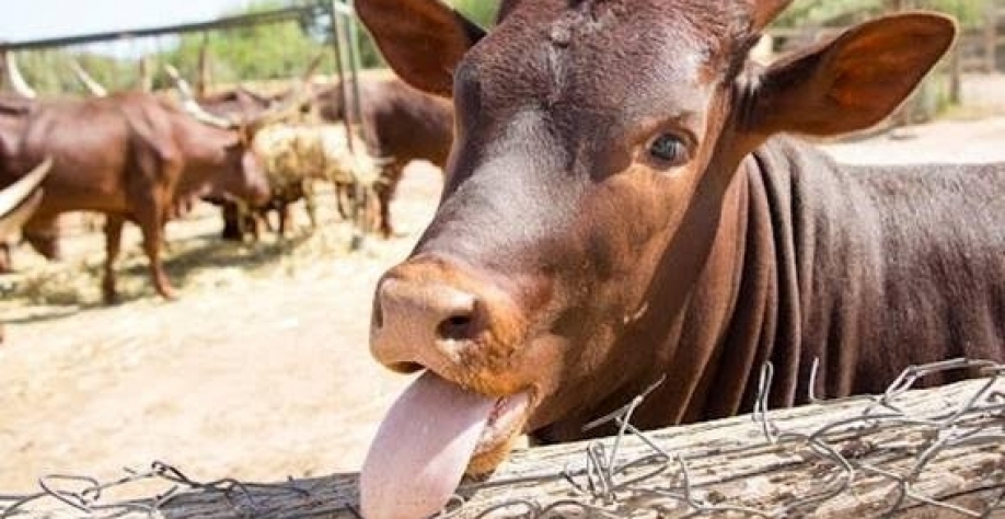 Entenda o que aconteceu com a tal da “vaca louca” - Por Lygia Pimentel