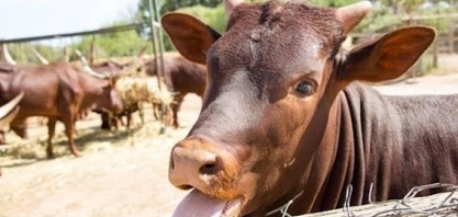 Entenda o que aconteceu com a tal da “vaca louca” - Por Lygia Pimentel