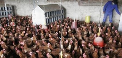 Gripe aviária pode se tornar a próxima pandemia?