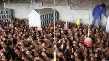 Gripe aviária pode se tornar a próxima pandemia?