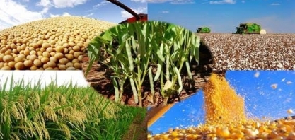 A agropecuária é o único setor que se salva na projeção do PIB para o ano