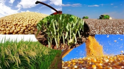 A agropecuária é o único setor que se salva na projeção do PIB para o ano