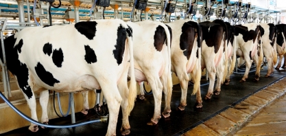 Leite não dá trégua à inflação e volta a subir no campo