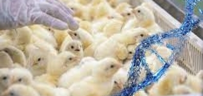 Genética avícola: Exportação sobe 93,7% em março ante março/22