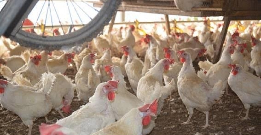 Gripe aviária: Argentina confirma 74 registros da doença