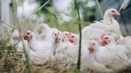  Frango: Exportações sustentam preços em março;País está vendendo como nunca