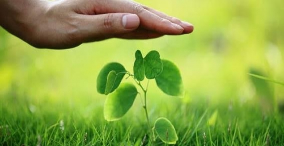 Seguro rural: Mapa anuncia liberação de R$ 1 bilhão para subvenção