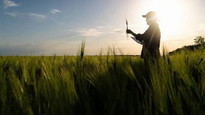 Safra 2023 de arroz é a menor dos últimos 20 anos
