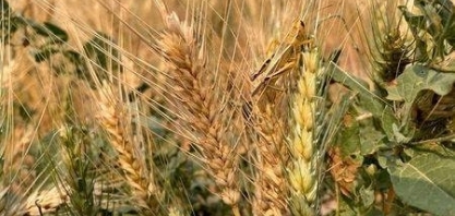 Seca compromete a super safra que era esperada para o trigo nos EUA