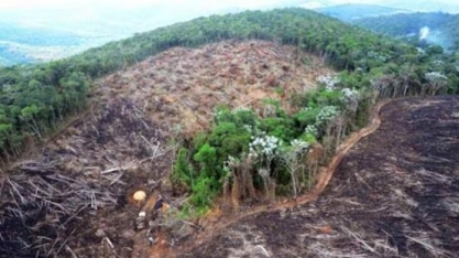 China compra soja colhida em áreas desmatadas na mata atlântica