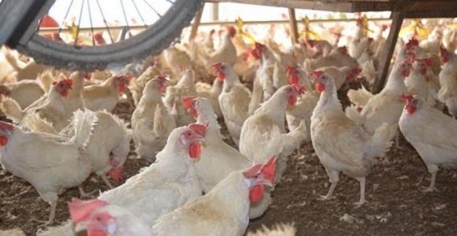 Frango: Análise Conjuntural Agromensal Março/2023 Cepea/Esalq USP