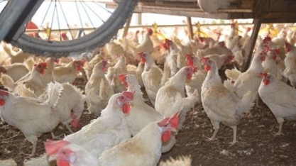 Frango: Análise Conjuntural Agromensal Março/2023 Cepea/Esalq USP