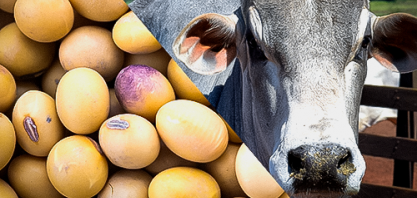 Soja e carne bovina seguram ritmo das exportações do agro no 1º trimestre