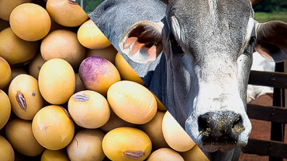 Soja e carne bovina seguram ritmo das exportações do agro no 1º trimestre