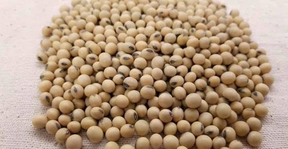 “A exportação da soja em grão cresce… por uma maior demanda da China e demais países asiáticos pelo grão”, afirmou o economista-chefe da associação, Daniel Amaral (Imagem: Pixabay/egroll)