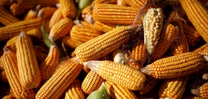 Milho: Análise Conjuntural Agromensal Março/2023 Cepea/Esalq USP