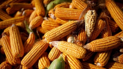 Milho: Análise Conjuntural Agromensal Março/2023 Cepea/Esalq USP