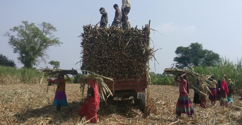 Açúcar: Produção da Índia cai 5,4% ano a ano com usinas fechando mais cedo