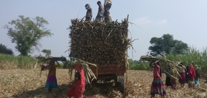 Açúcar: Produção da Índia cai 5,4% ano a ano com usinas fechando mais cedo