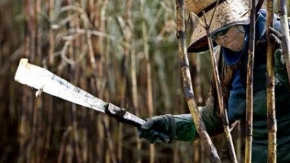 Igualdade no campo pode reduzir fome e aumentar PIB