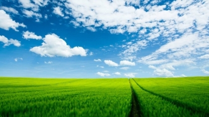 Cana: USDA estima moagem de 661,4 milhões de toneladas em 2023/24