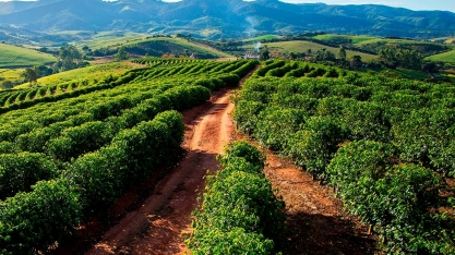 IBGE eleva previsão de safra de café do Brasil