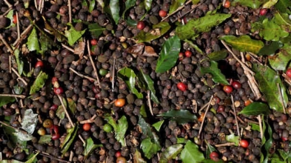 Vendas de café ganham ritmo com início da colheita e preços melhores