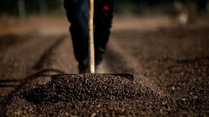 Café robusta toca máxima de 11 anos e meio, arábica tem pico de 6 meses 