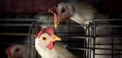 OMS registra na China primeira morte por gripe aviária H3N8 no mundo