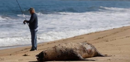 Amostra de gripe aviária de paciente mostra sinais de adaptação a mamíferos