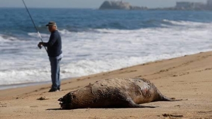 Amostra de gripe aviária de paciente mostra sinais de adaptação a mamíferos