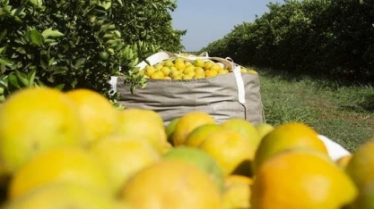 Safra de laranja 2022/23 de SP e MG encerra com aumento de 19,5%