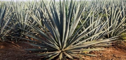 Shell: Plano de produzir combustível a partir da matéria-prima da tequila